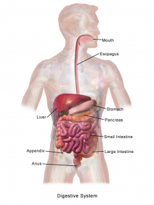 organ systems